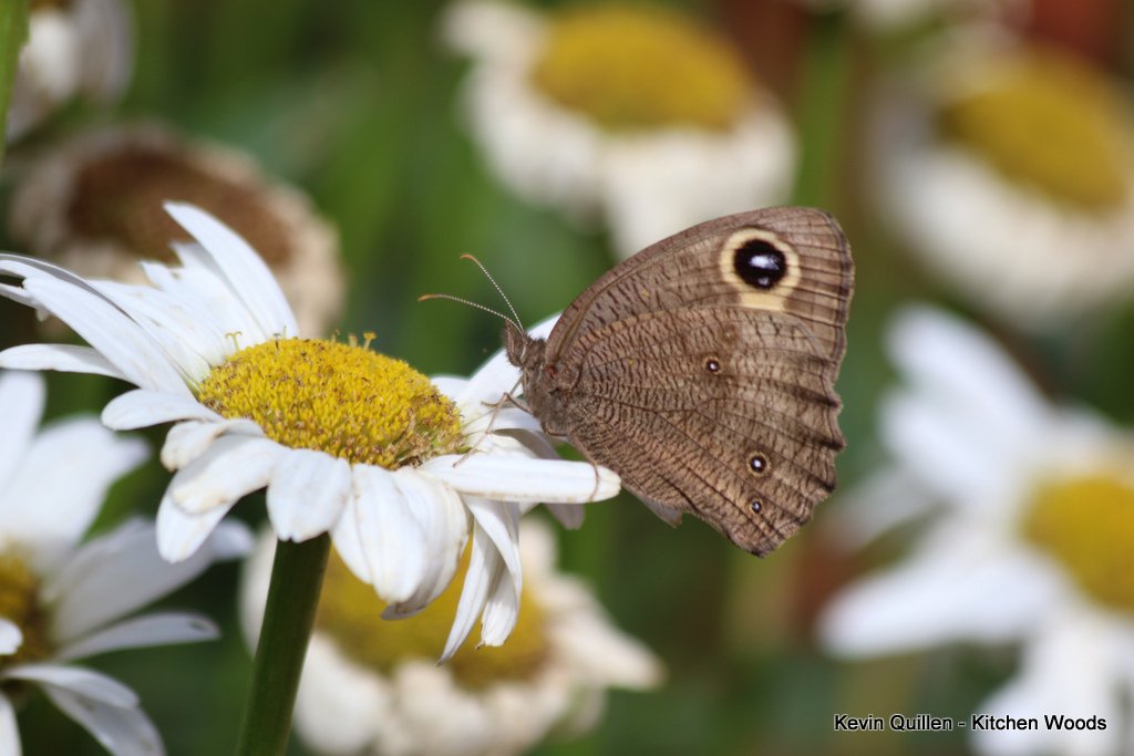 Wood Nymph on White Daisy